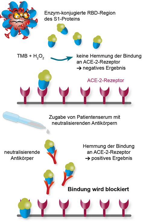 Neutralisationstest