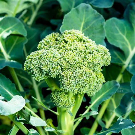 Broccoli Seedling