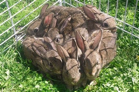 1 Square Foot Of Bunny Imgur