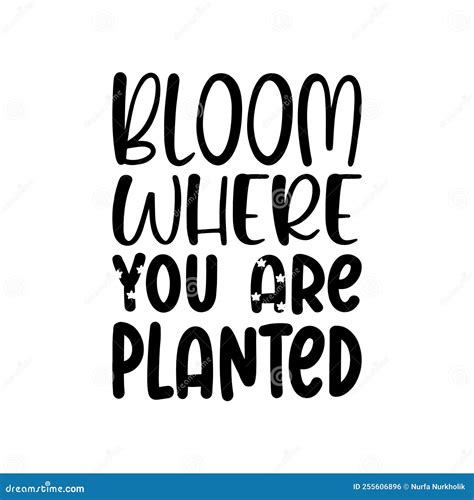 Bloom Where You Are Planted Black Letter Quote Stock Vector