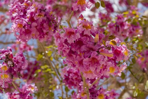 Pink Ipe Or Pink Lapacho Tabebuia Avellanedae Or Handroanthus