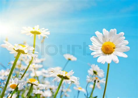 Sommer felt med hvide margueritter på blå himmel Stock foto Colourbox