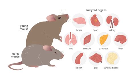 Mouse Organs From The Collection Of Guild Of Natural Science