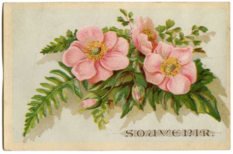 22 Picture of a Wild Rose! - The Graphics Fairy