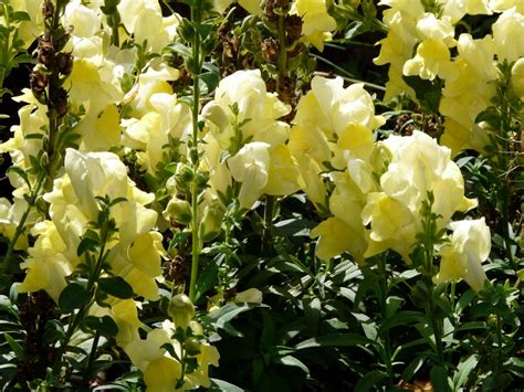 How To Grow Snapdragons Plant Growing Dragon Flowers Snapdragons