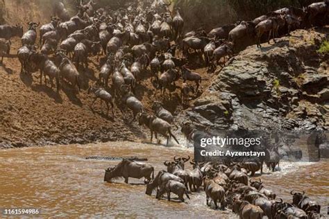 99 Crocodile Attack Wildebeest Stock Photos High Res Pictures And