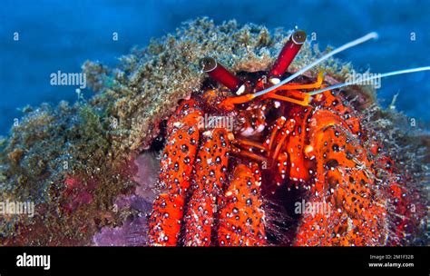 White Spotted Hermit Crab Left Handed Hermit Crab Dardanus Megistos