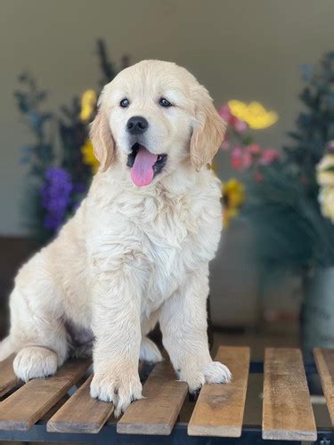 Golden Retriever Big Bone Hembra Grm 01 Vendida Los Osos Pr