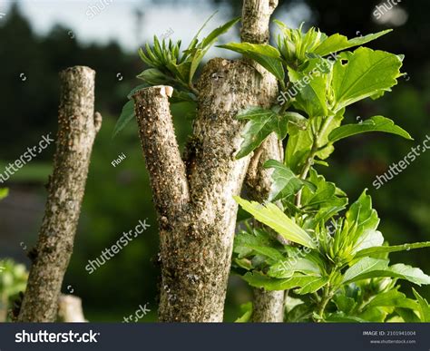 Coral Spot Fungus Images Stock Photos Vectors Shutterstock