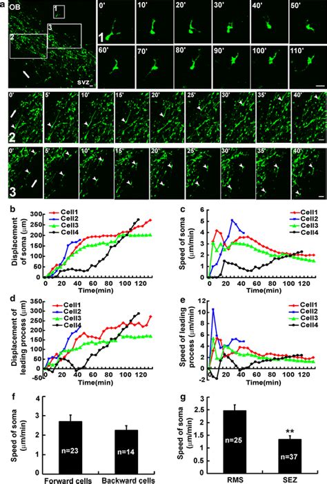 Migratory Properties Of GFP Labeled Cells In RMS Pathways A Time Lapse