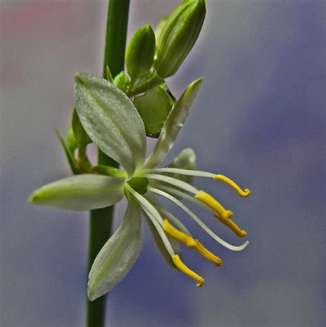Spider Bloom By Moremdm On Deviantart