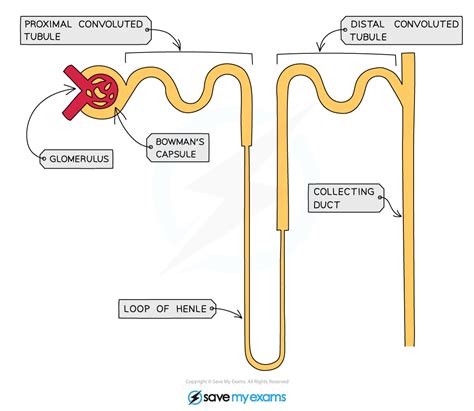 Nephron Structure Igcse Biology Revision Notes