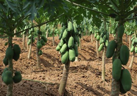 Instructivo T Cnico Para El Cultivo Del Papayo En Centroam Rica