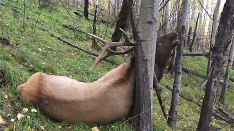 Tragic Twist A Deers Fatal Struggle With Stuck Antlers Youtube