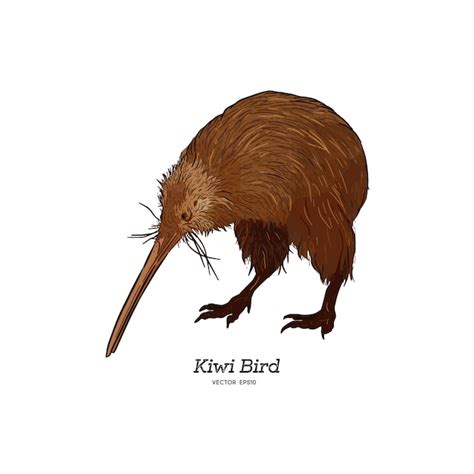 Kiwi Brun De Lîle Du Nord Illustration Vectorielle Vecteur Premium