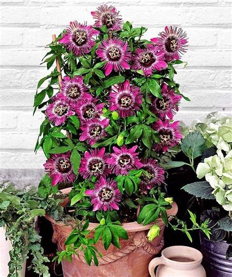 12 Best Climbing Flowers For Pergolas And Trellises Climbing Flowers