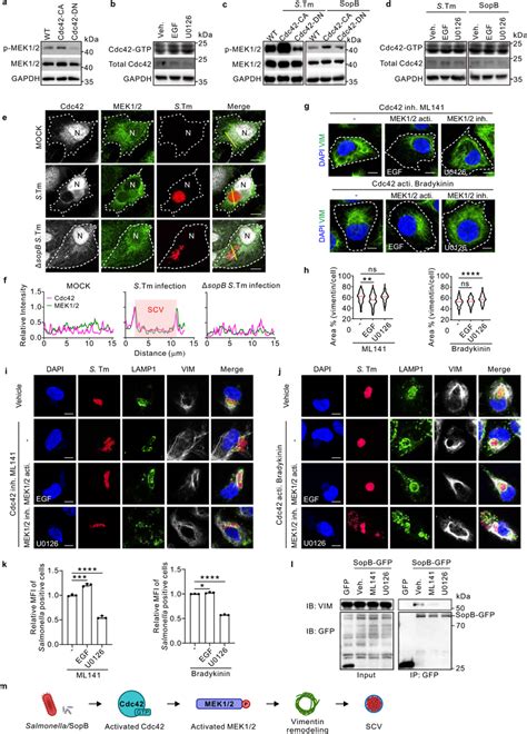 Cdc42 Enhances Mek1 2 To Regulate Vimentin Mediated Intracellular Download Scientific Diagram