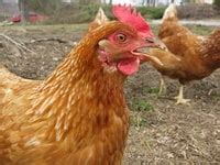 Golden Sex Link BackYard Chickens Learn How To Raise Chickens
