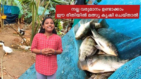 വീട്ടുമുറ്റത്തെ പടുതാകുളം Fishing Vlog നല്ല വരുമാനം ഉണ്ടാക്കാം ഈ