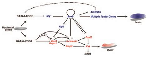 Genetic Control Of Ovarian Development Sexual Development Karger