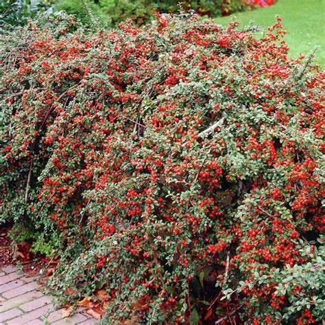 Cotoneaster Horizontalis Cm Outdoor Plants Free Uk Delivery Over