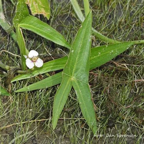 ウリカワ（瓜皮） Sagittaria Pygmaeaの特徴育て方花言葉