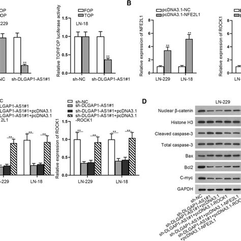 DLGAP1AS1 Activates Wnt Signaling Pathway Via Regulating NFE2L1 And