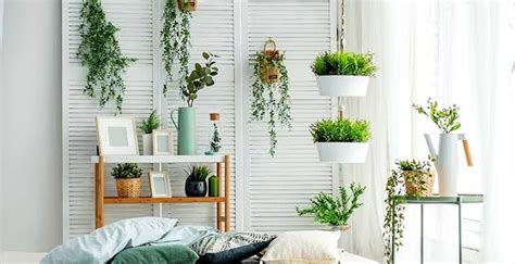 Plantas Que Puedes Tener En Interior De Tu Casa Familia