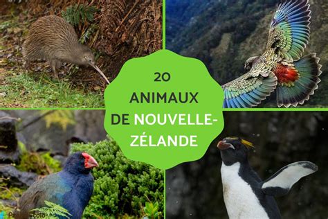 20 animaux de Nouvelle Zélande Noms et PHOTOS