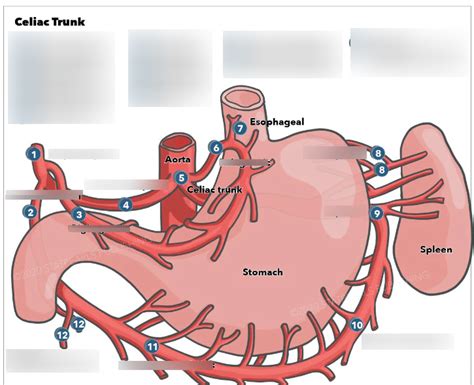 Celiac Trunk A Diagram Quizlet