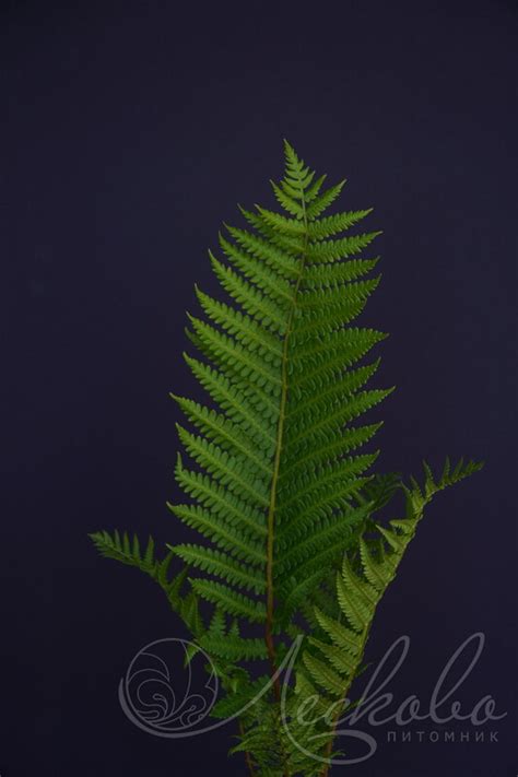 Папортник Осмунда азиатская (Osmunda asiaticum) - Папоротники