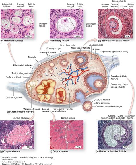 Female Reproductive System Diagram Color