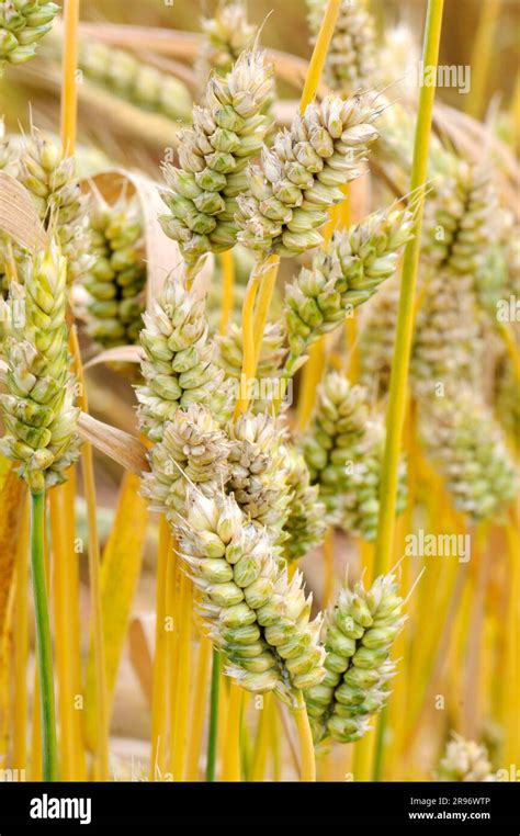 Dwarf Wheat Triticum Compactum Stock Photo Alamy