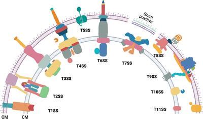 Frontiers Design Principles Of The Rotary Type 9 Secretion System