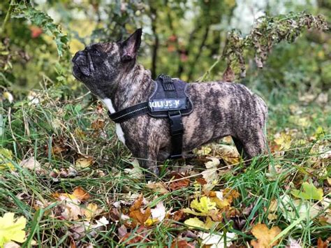 French Bulldog Colors Explained With Photos Petskb