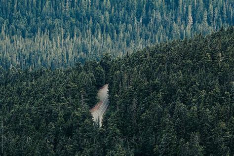 Road Cutting Through A Thick Forest By Stocksy Contributor Justin