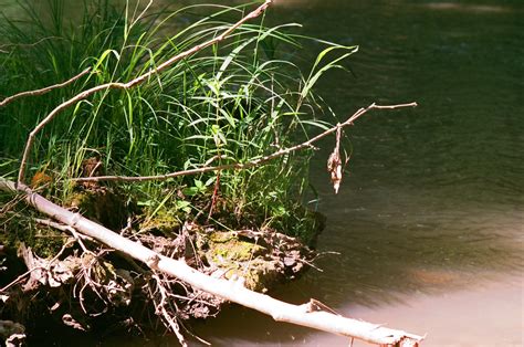 Creekside Nikkormat Ftn Nippon Kogaku Nikkor P F Mm Flickr