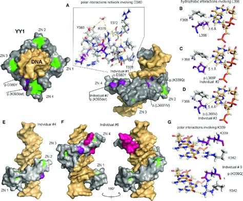 Yy Variants On The D Structure Of The Protein S Dna Binding Domain