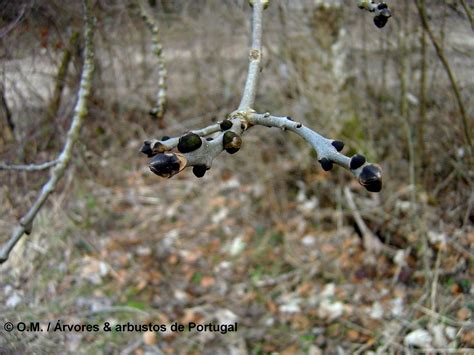 Fraxinus angustifolia Freixo de folhas estreitas Árvores e Arbustos