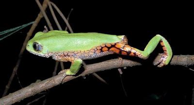 RPPN RIO DAS LONTRAS Lista vermelha animais em extinção