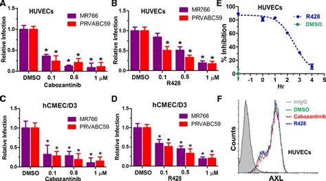 AXL Mediated Productive Infection Of Human Endothelial Cells By Zika