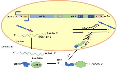 Frontiers New Understanding Of The Relevant Role Of LINE 1