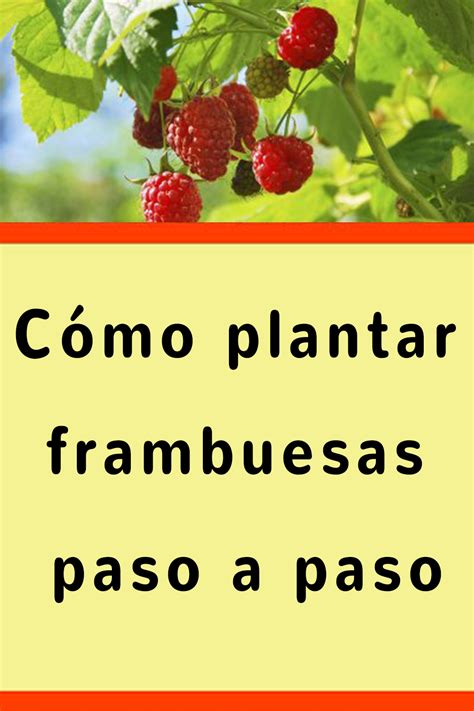 C Mo Plantar Frambuesas Paso A Paso Moje Krasa Frutas En Macetas