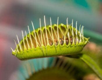 Venus Flytrap Facts for Kids