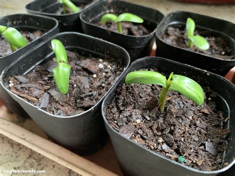 Plumeria (Frangipani) Seeds – Crafts to Crumbs