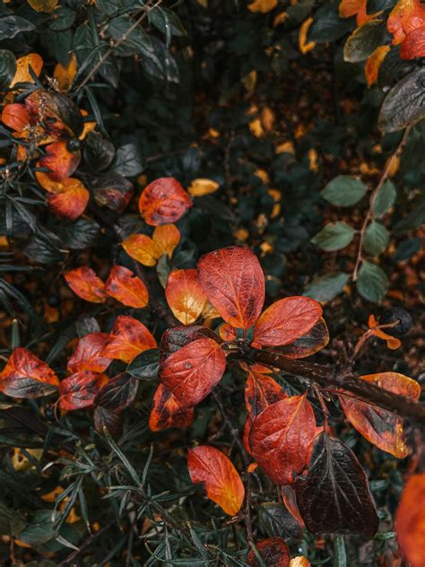 Green Lobed Leaves on Branch · Free Stock Photo