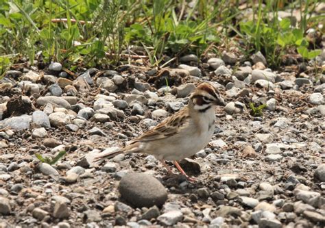 Birds Calgary A Birding Blog For Calgary Alberta And Area