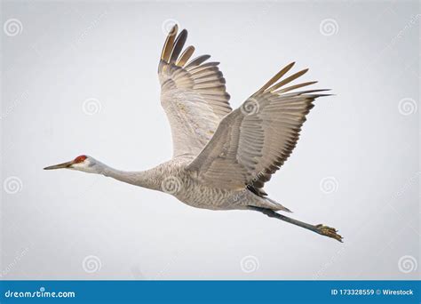 Sandhill Crane Eyes And Neck Royalty Free Stock Photography