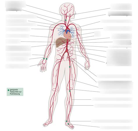 Schaubild Arterien des menschlichen Körpers Quizlet