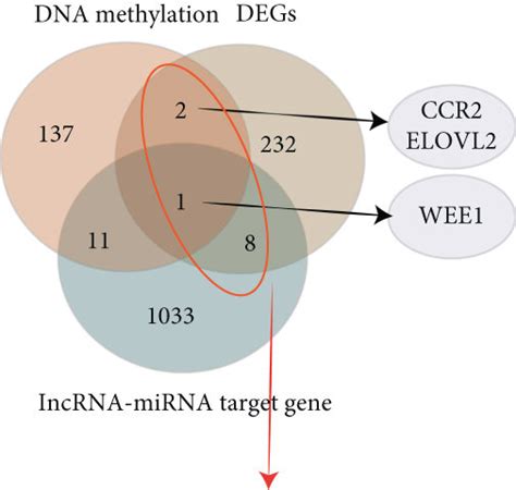 The Identification Of Hub Genes And Gene Function Enrichment Analysis